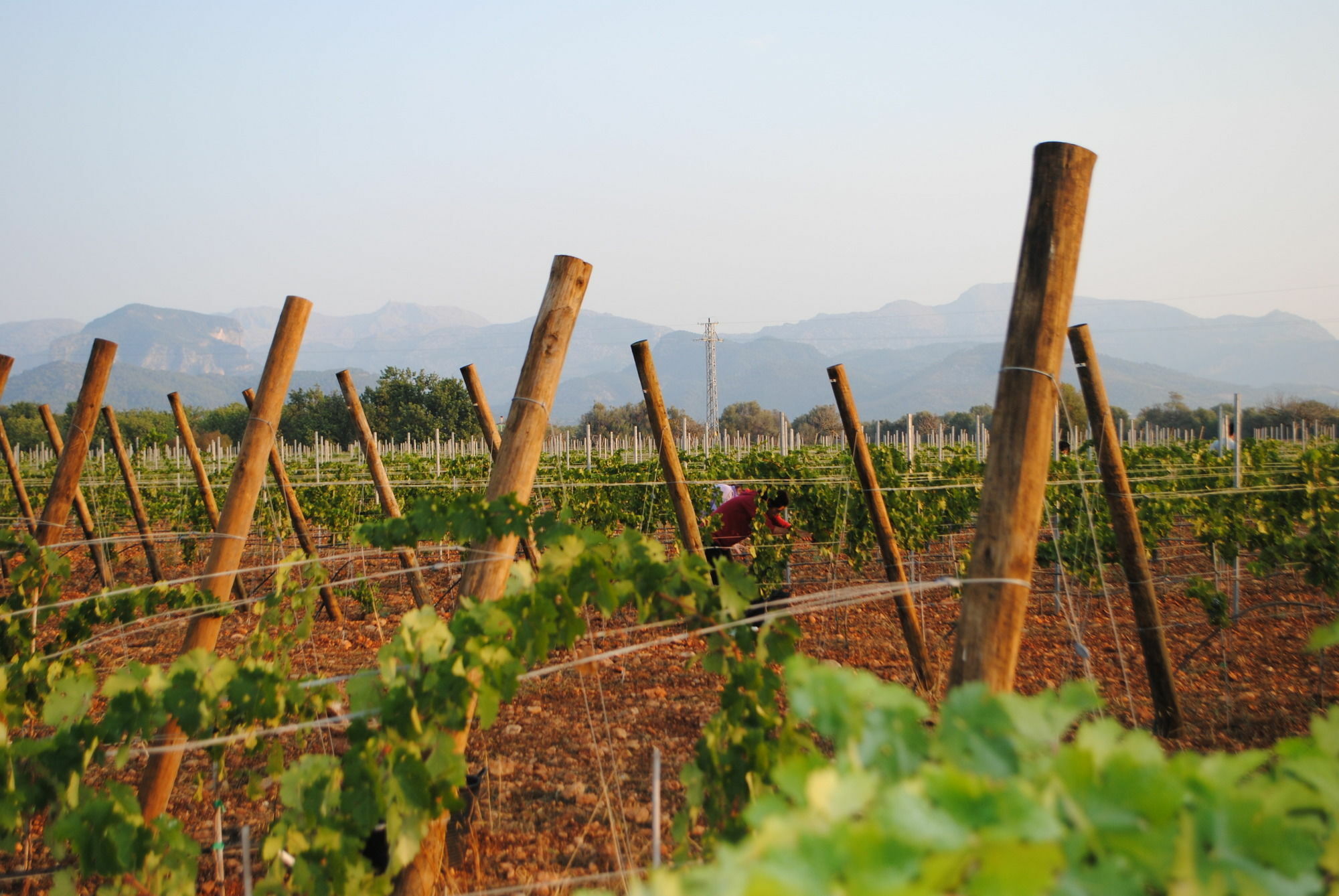 Weingut & Landhotel Can Davero Binissalem Exterior photo